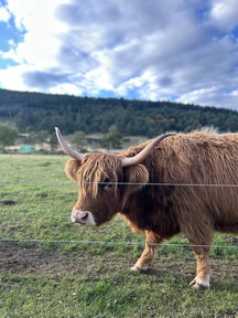 Highland coo