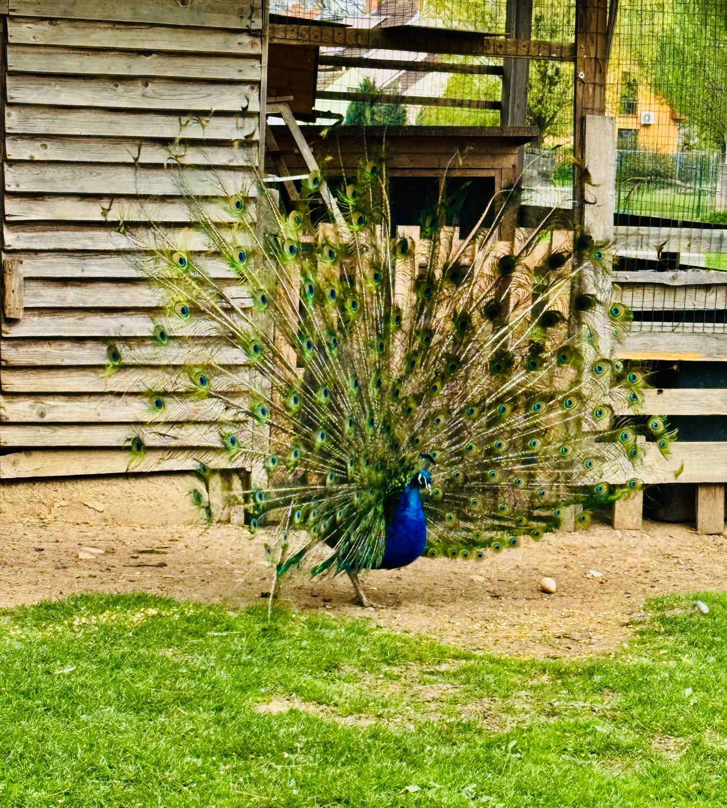 tmp_affef655-a358-45ba-9cb7-8282344414b1