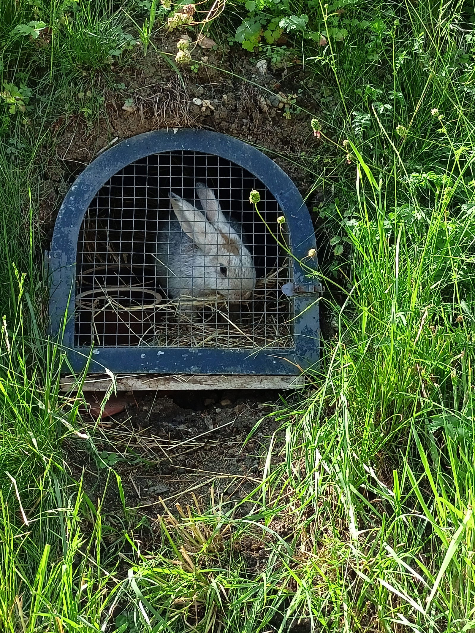 IMG20240530094717_BURST001