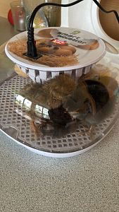 lftpszemzdcw0rixb5b0mhxkca8ywy-0x300