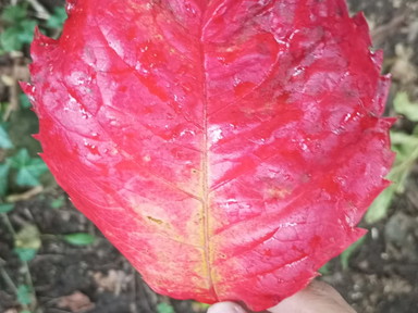IMG-20241011-WA0005