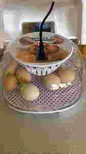 4re47mo8tqbq1gwso1vlovj7egne7d-0x300